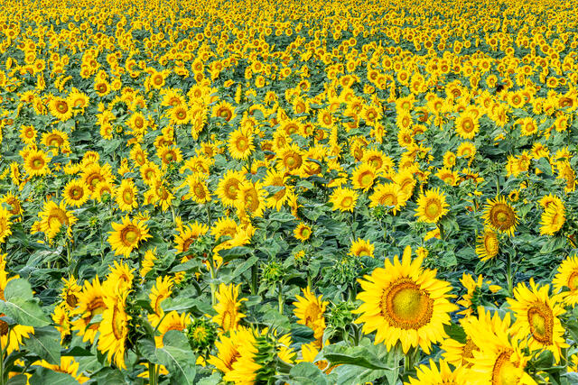 Stacked Sunflowers