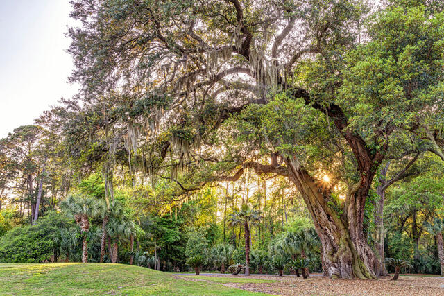 Hilton Head Live Oak