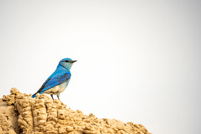 Badlands Bluebird