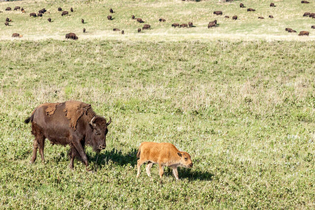 Bison at Custer State Park 2