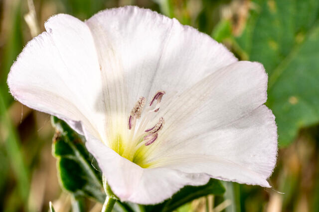 SDMG (South Dakota Morning Glory)