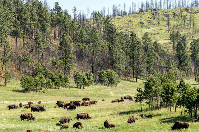 Where the Buffalo Roam