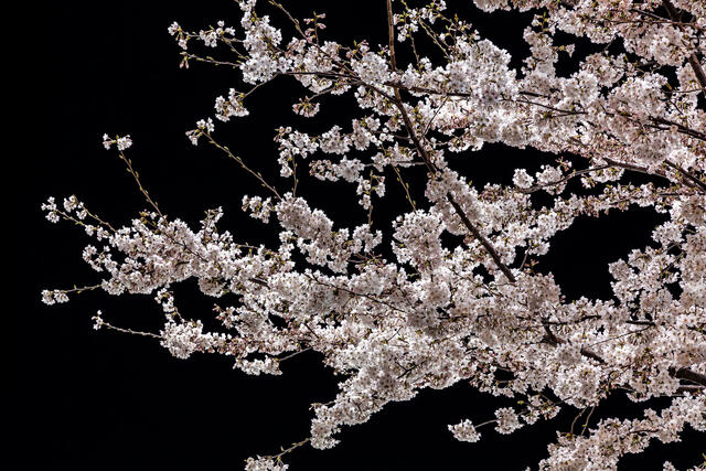 Cherry Blossoms at Night