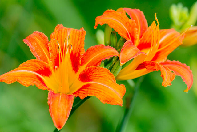 Daylilies
