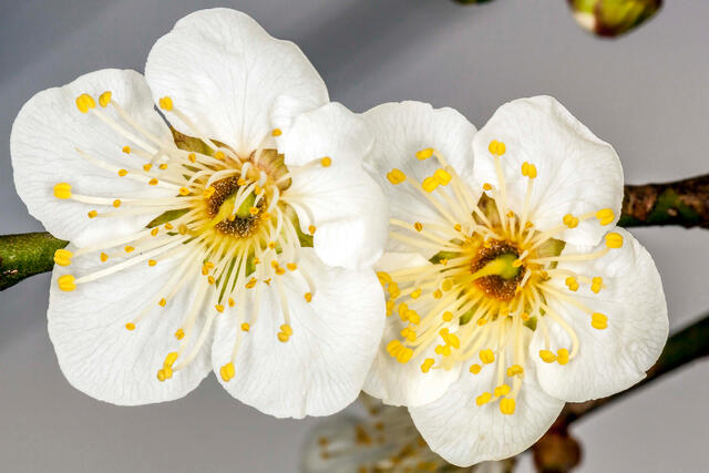 Dual Cherry Blossoms