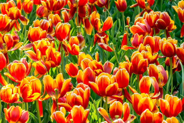 Sunset Tulips