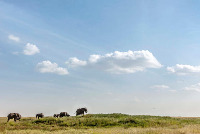 Elephants in the Serengeti