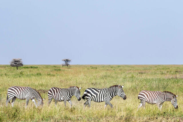Line of Zebras