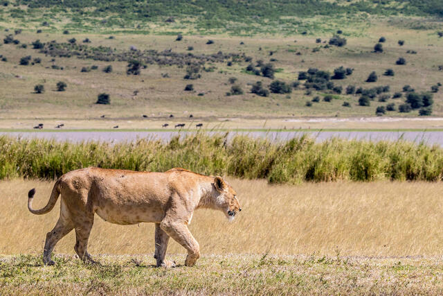 Pacing Lioness