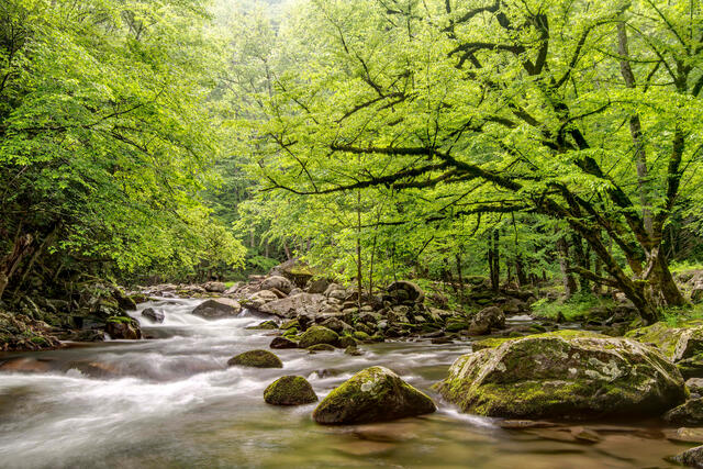 Middle Prong Little River
