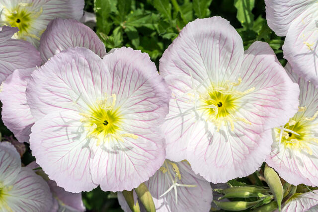 Pink Primroses