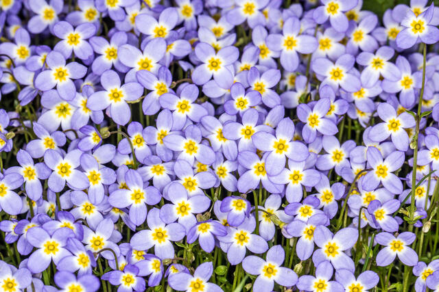 Thyme-leaved Bluets