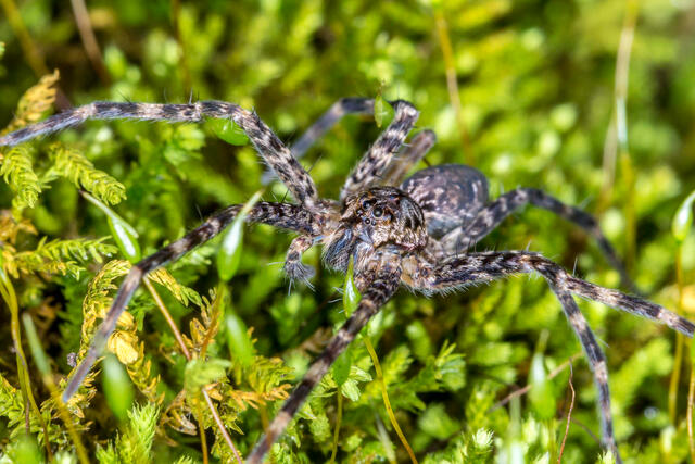 Wolf Spider
