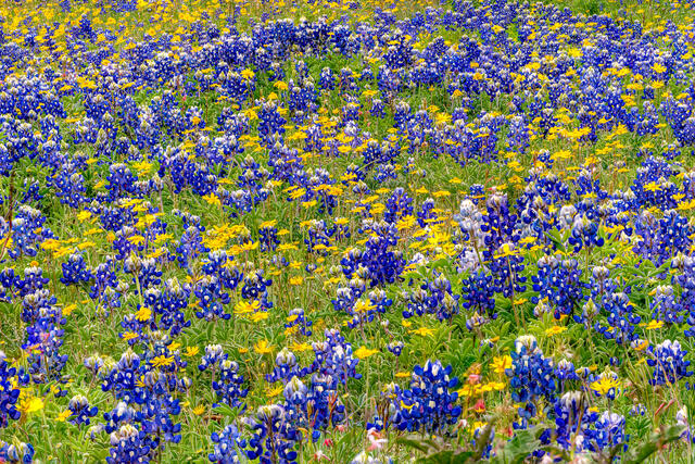 Blue and Yellow