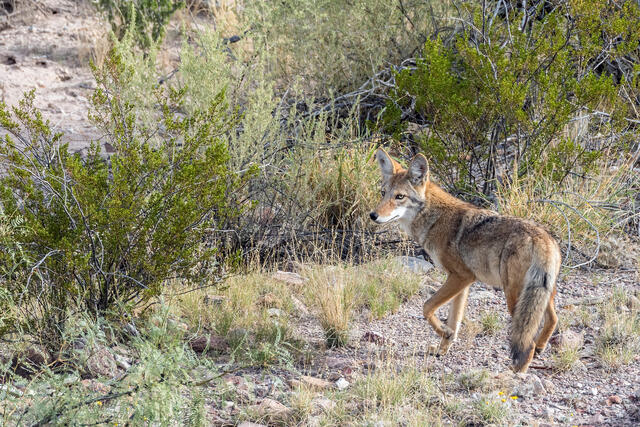 Desert Coyote