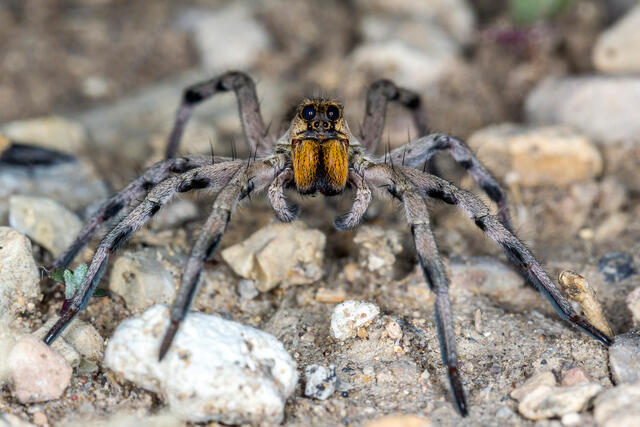 Desert Wolf Spider