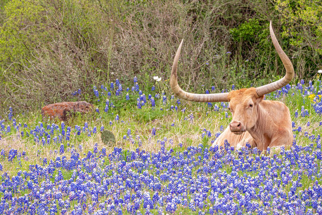Doesn't Get More Texas than This