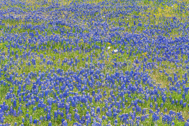 More Bluebonnets