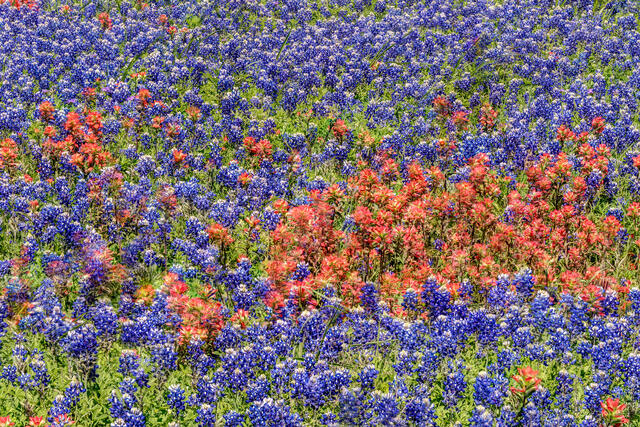 Red and Blue