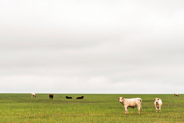 Texas Farmland