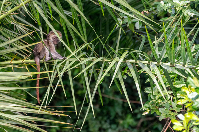 Baby Monkey