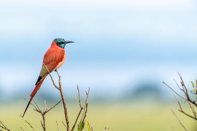 Bee-Eater