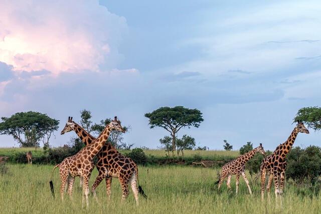 Giraffes at Sunset