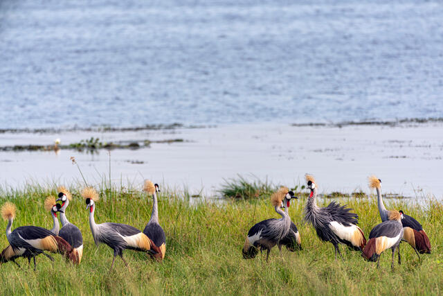Lakeside Cranes