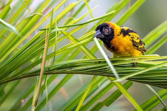 Village Weaver