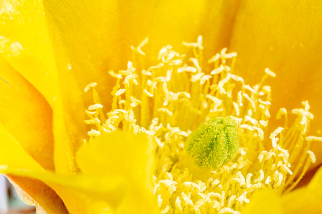 Blooming Cactus