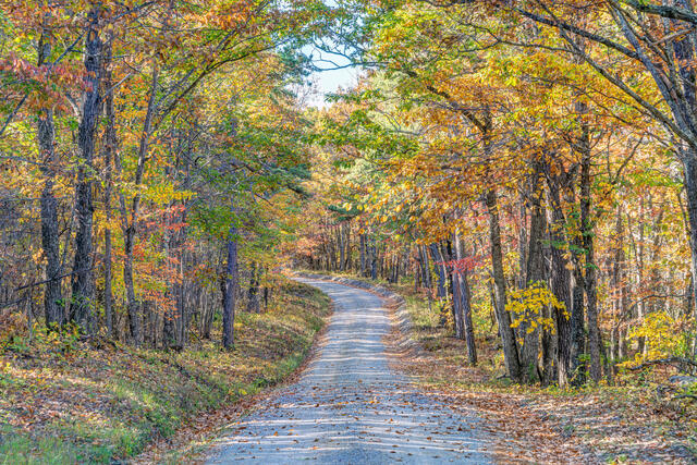 The Winding Autumn Way