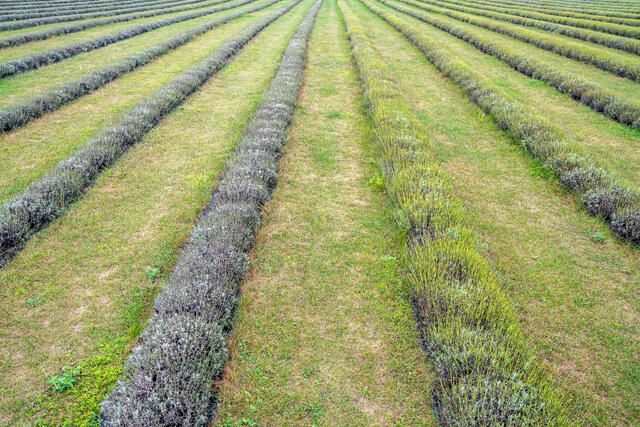 One Day, There Will Be Lavender