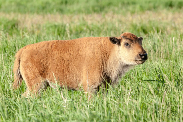 Baby Bison
