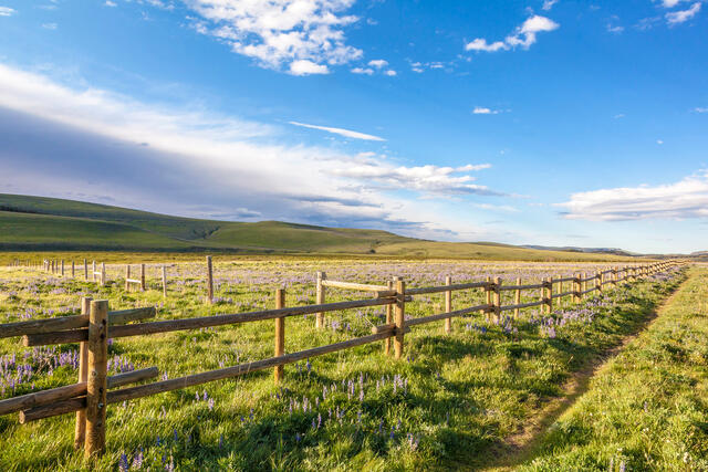 Bighorn Grassland