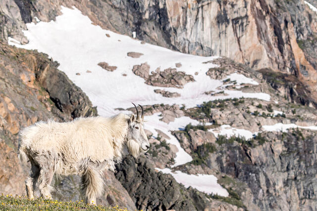 Mountain Goat 1