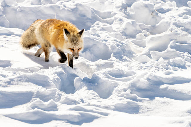 On the Hunt