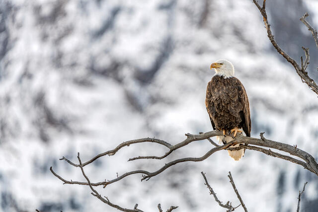 The Patriot