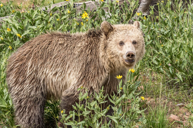 Yellowstone Grizzly