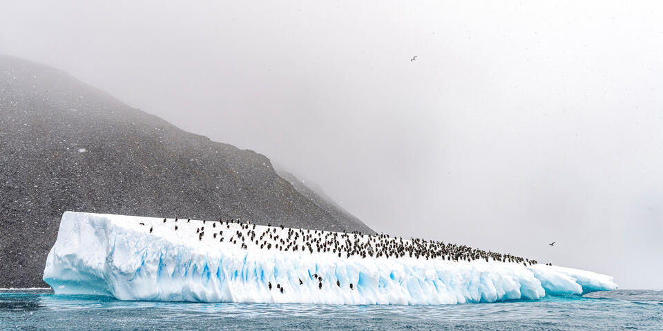 Cormorants on an Iceberg
