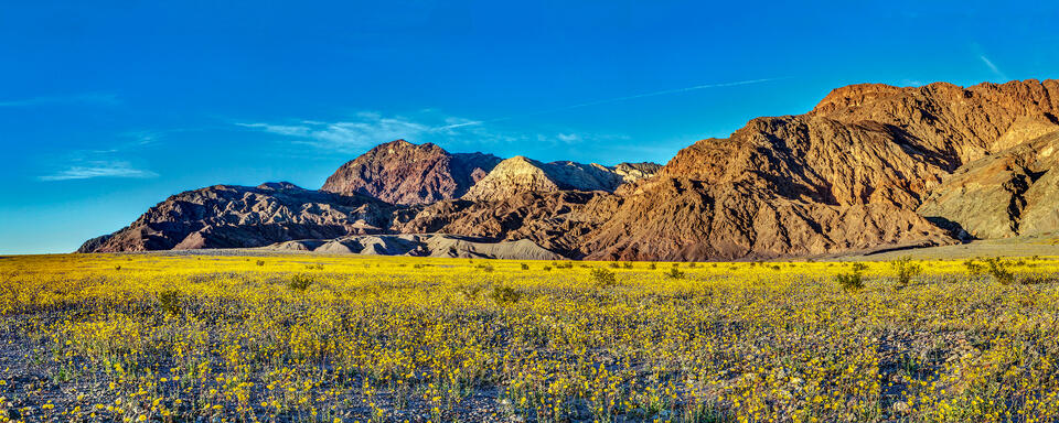 Death Valley Superbloom 2016