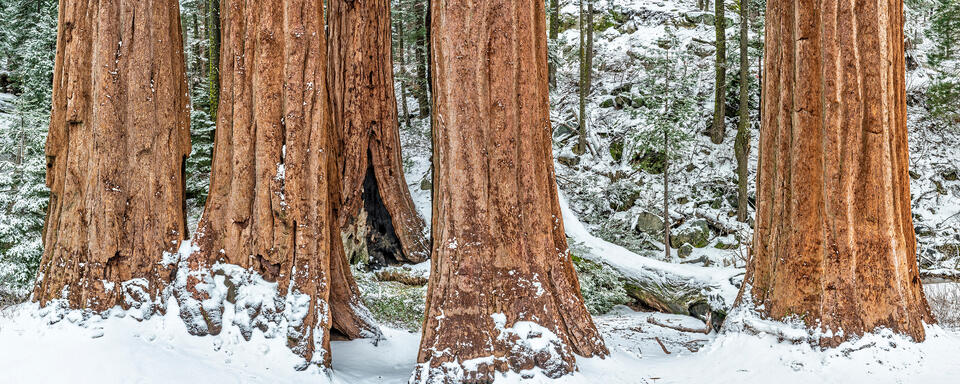 Sequoias in Snow Panorama
