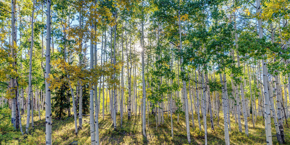 Aspen Sunstar