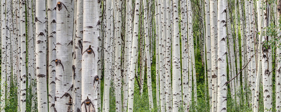 Summer Aspen Grove Panorama