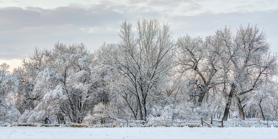 White on White