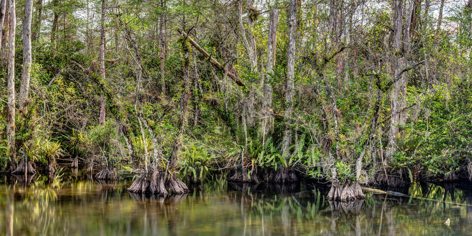 Roadside Swamp