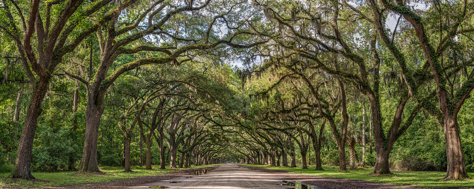 Wormsloe Panorama
