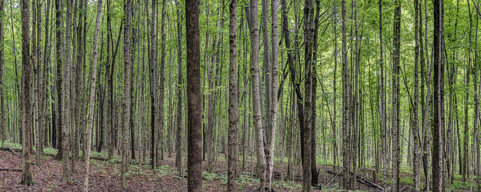 Hardwood Panorama 3