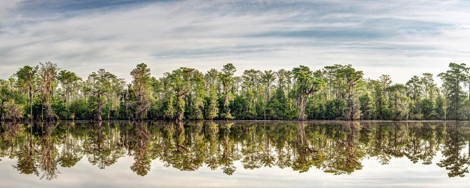 Swamp Reflection
