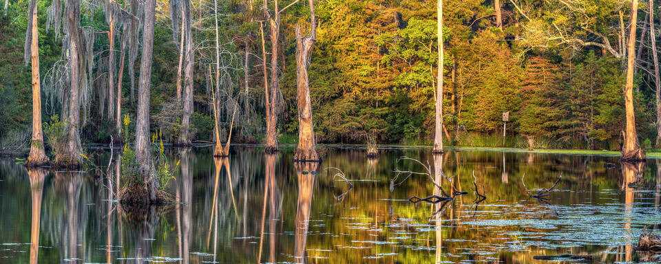 Swamp Sunrise Panorama