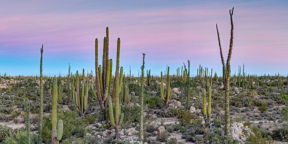 Baja Desert Panorama